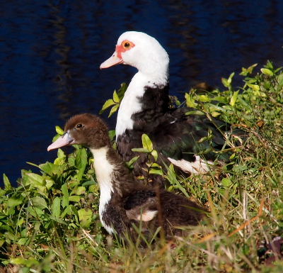 [Mother stands in the grass facing left behind the duckling in the same pose, thus we see the left side only of both of them. The duckling with a completely brown head, yellow neck and front, and brown back is just over half as tall as the mother. The mother has a completely white head, neck, and front with a red section around her brown eye and light tan beak. Her back and sides are black.]